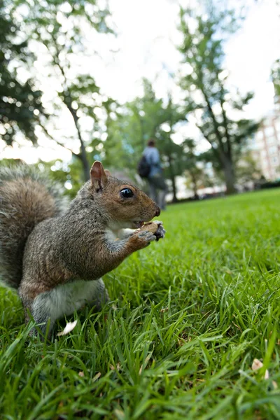 Feeding a squirrel — Stock Photo, Image