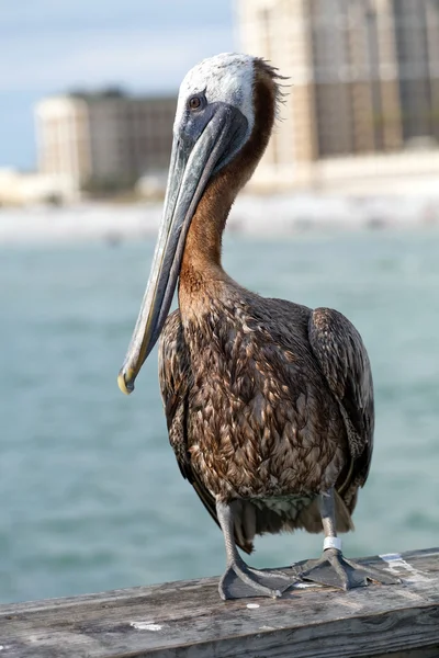 Klarwasser strand florida pelikan — Stockfoto