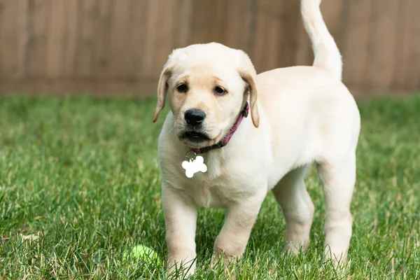 Schattige gele lab pup — Stockfoto