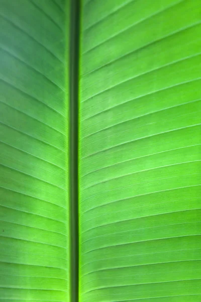 Sfondo foglia tropicale — Foto Stock