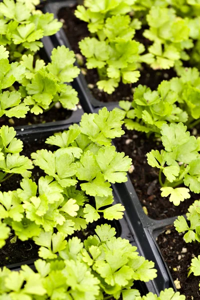 Selderij planten — Stockfoto