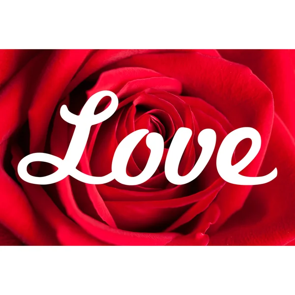 Liebe Rosen Hintergrund — Stockfoto
