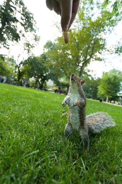 Feeding a wild squirrel — Stock Photo, Image