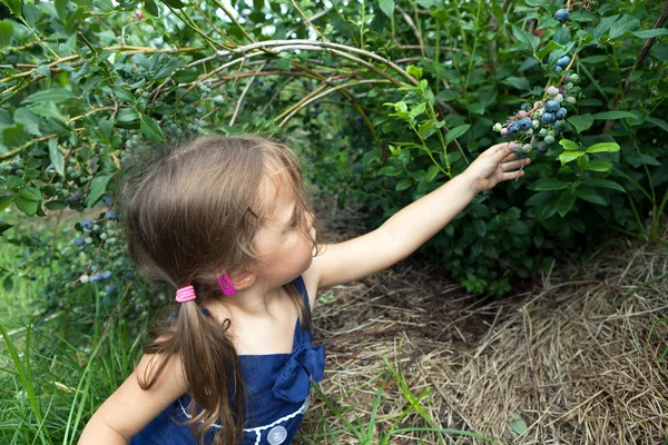 Little Girl Picking Blueberries — Stock Photo, Image