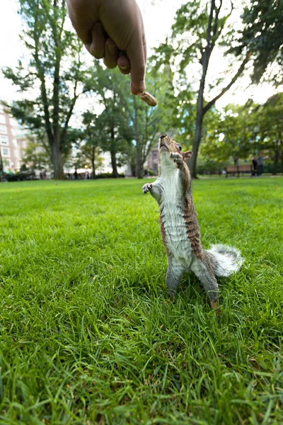 Feeding Wild Squirrel a Peanut — Stock Photo, Image