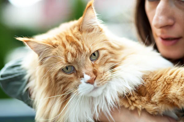 Мейн Кун кішка власника — стокове фото