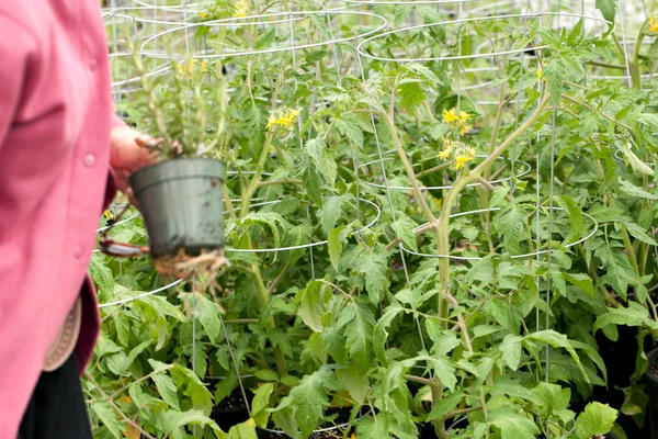 Jardineiro com plantas de tomate — Fotografia de Stock