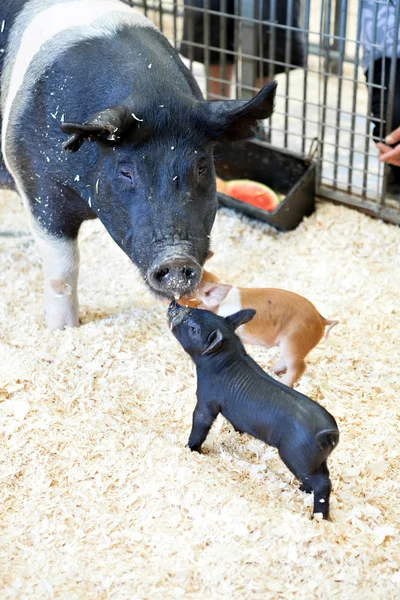 Zwarte varkens Rechtenvrije Stockfoto's