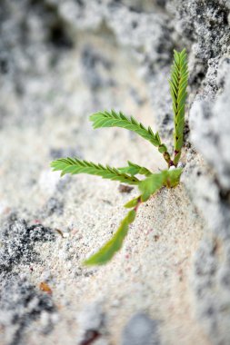 Tropikal yeşil Bermuda bitki