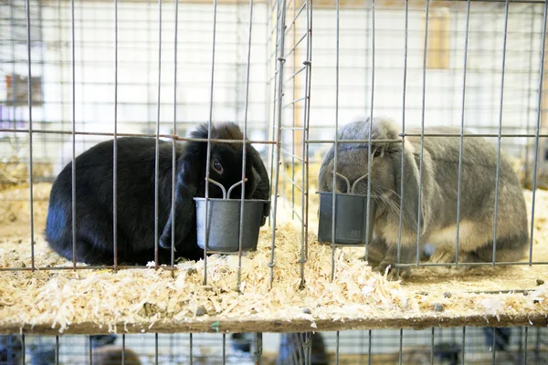 Сірий Французька Lop кролик — стокове фото