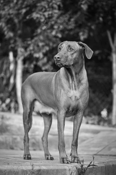Safkan Afrikalı Rodezyalı Sırt Sırtı olağanüstü bir köpek türüdür..