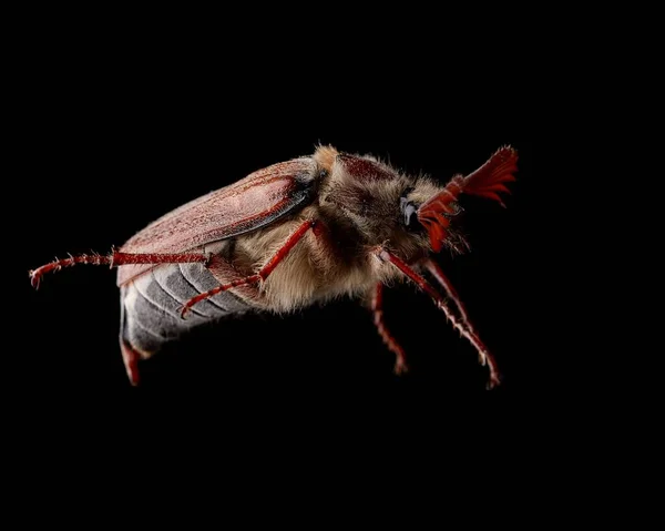 Melolonta Close Black Background Isolate Shooting Beetle Close Macro — Stockfoto