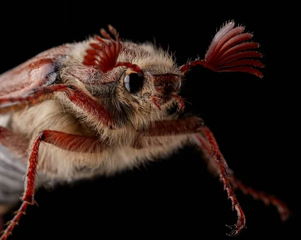Melolonta Siyah Arka Planda Yakın Plan Izole Bir Böceği Yakından — Stok fotoğraf