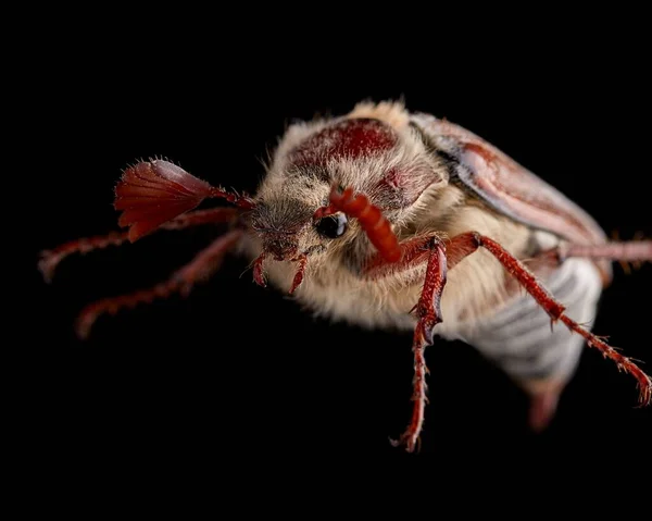 Melolonta Close Black Background Isolate Shooting Beetle Close Macro — Stock Photo, Image