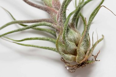 Beyaz arka planda Tillandsia Pruinosa 'ya yakın durun. t Ayrıntısı