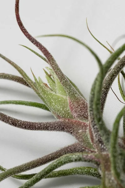 Close Tillandsia Pruinosa Sobre Fundo Branco Detalhe — Fotografia de Stock