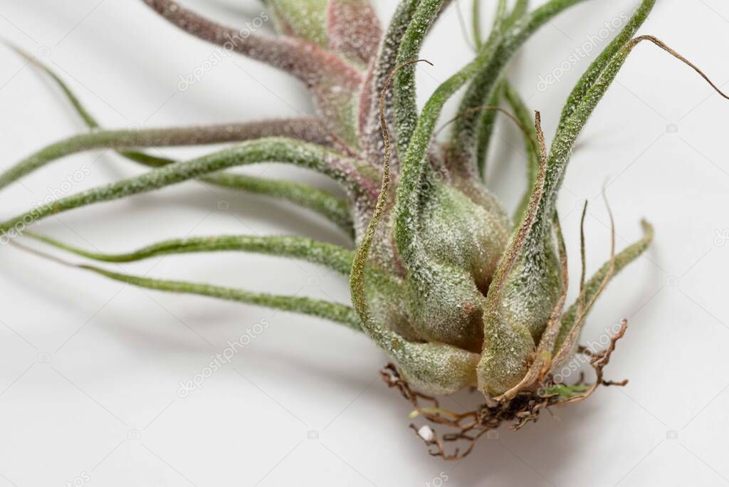 Close up of Tillandsia pruinosa on white background. Detail of t