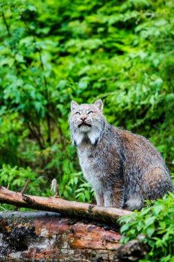 Kanada Lynx ararken