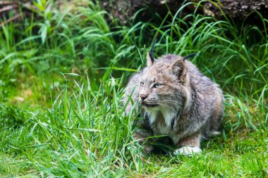 Düşük çim Kanada Lynx