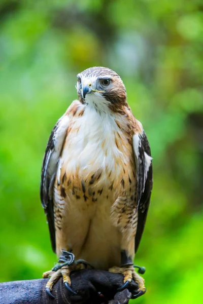 Falco dalla coda rossa — Foto Stock