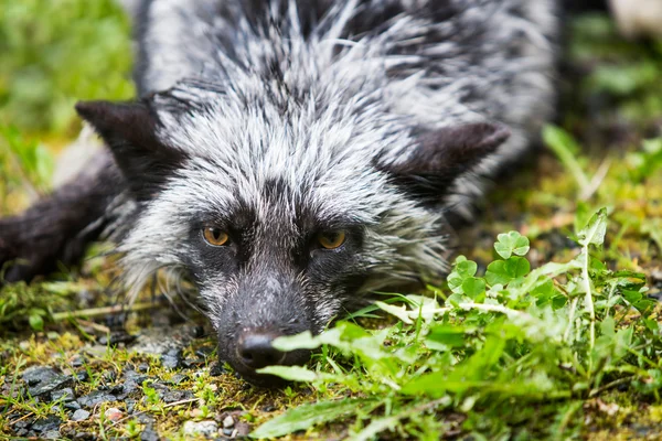 Silver Fox leżącego na ziemi — Zdjęcie stockowe