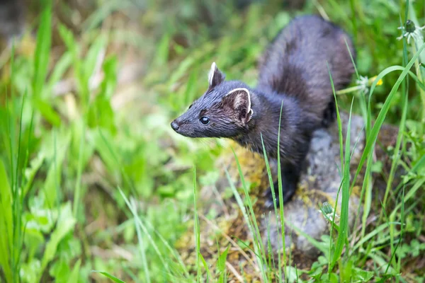 Stoat en la caza en la hierba del bosque bajo —  Fotos de Stock