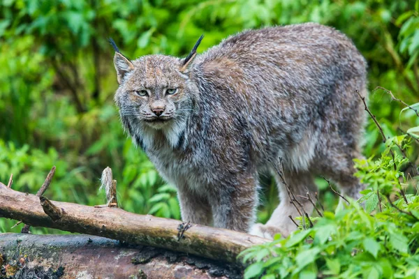 Kanadischer Luchs steht in der Nähe von Baumstämmen — Stockfoto