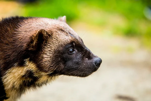 Wolverine lookig w środowisku naturalnym — Zdjęcie stockowe