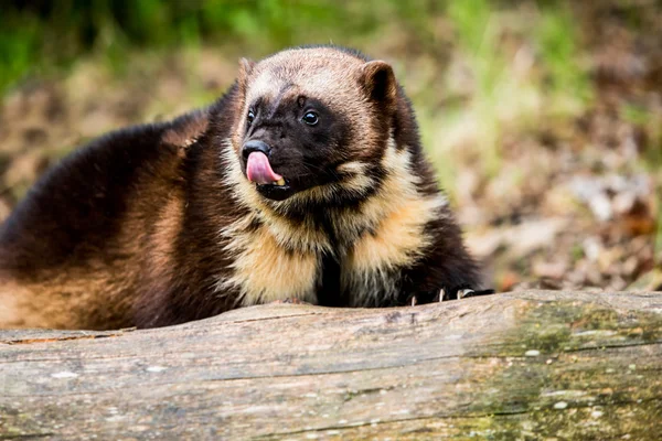 Onun dudak ve burun yalama wolverine — Stok fotoğraf