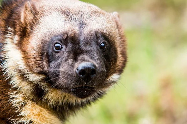 Face of fierce wild wolverine — Stock Photo, Image