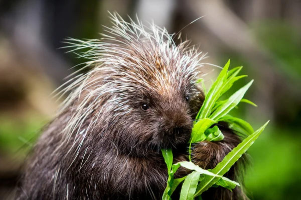 Nuevo Mundo Porcupine Comer — Foto de Stock