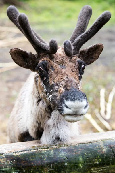 Molting reindeer with full velvet in antlers — Stock Photo, Image