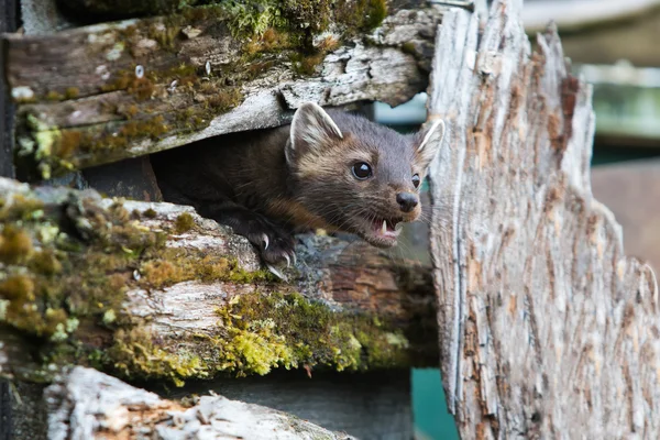 Hungry American Marten On Fence — Stock Photo, Image