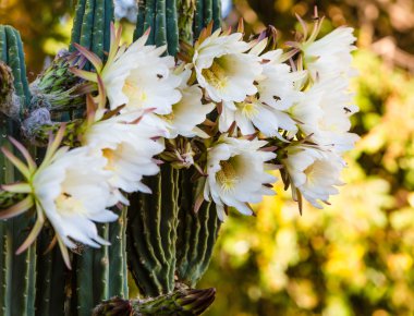 Gece çiçek açan Cereus kaktüs