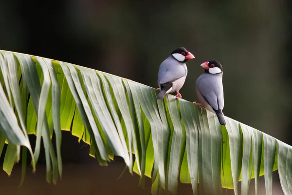 Pinzones Java — Foto de Stock