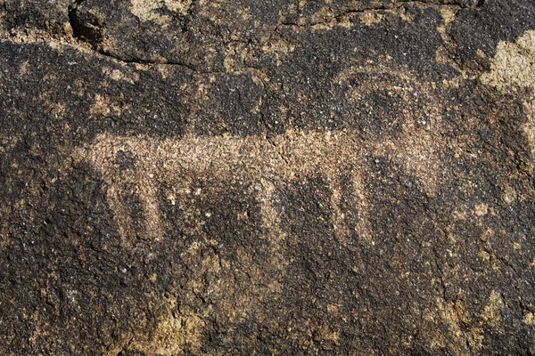 Südwestliche Petroglyphe des Tieres — Stockfoto