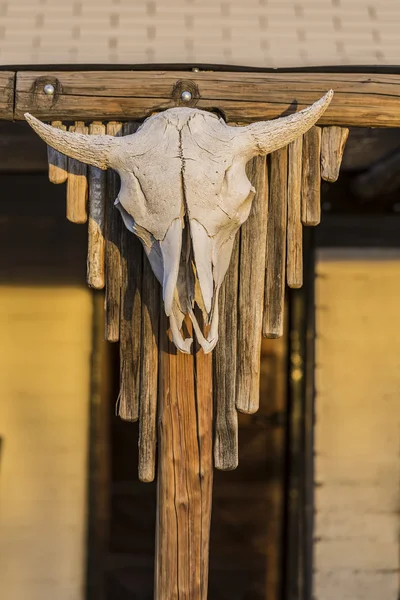 Westlicher Kuhschädel — Stockfoto