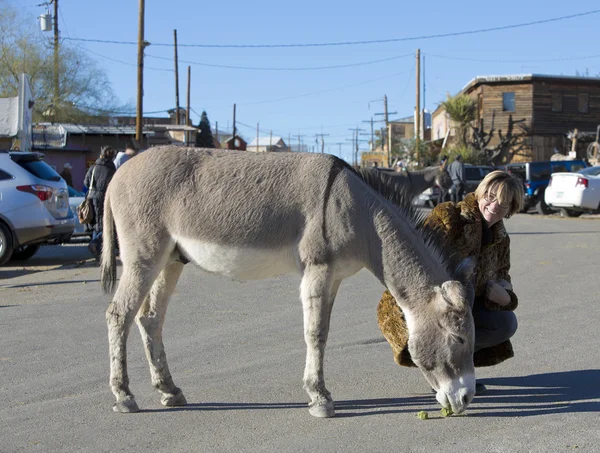 Woman with Burro in Street — Stock Photo, Image