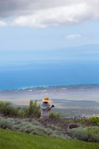 Harvesting Lavender in Maui — Stock Photo, Image