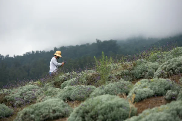 Harvesting Lavender on Hillside — Stock Photo, Image