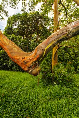Rainbow Ecalyptus Tree clipart