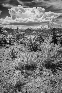 Arizona Çölü'nde vahşi kaktüs
