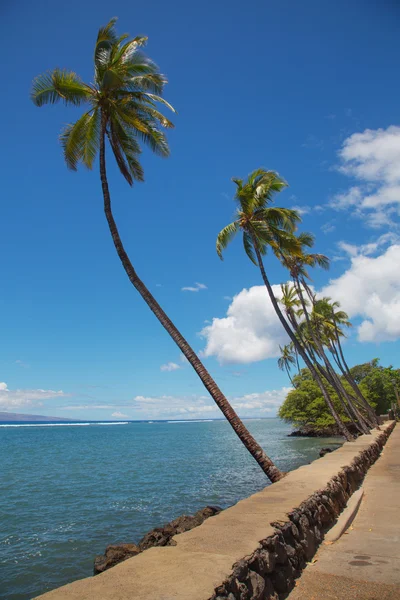 Lahaina Palm Trees — Stock Photo, Image