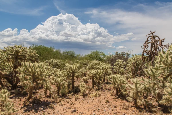 Arbustos de cacto no deserto — Fotografia de Stock
