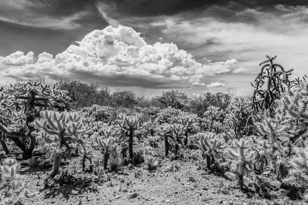 Arbusti di cactus nel deserto — Foto Stock