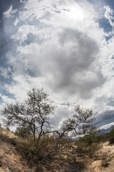干燥的灌木，在亚利桑那州的沙漠 — 图库照片
