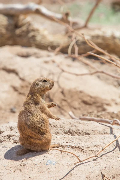 Cute Prairie Dog Near Hole — Stock Photo, Image