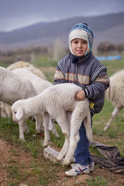 Turecká Shepherd ukazuje svou sílu — Stock fotografie