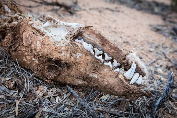 Teschio di coyote a terra — Foto Stock