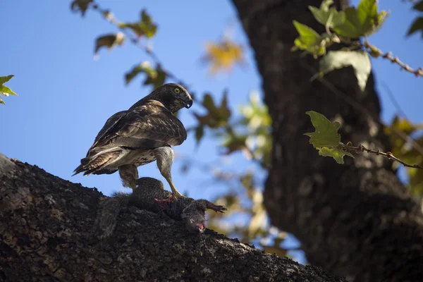 Juvenil Red Tailed Hawk med byte — Stockfoto